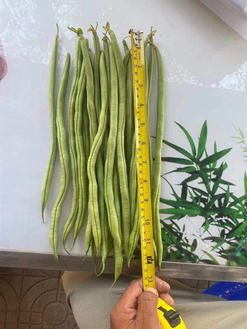 绿翡翠无筋架豆种子条形整齐，夹条顺直，无筋产量高