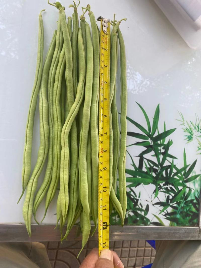 绿翡翠无筋架豆种子条形整齐，夹条顺直，无筋产量高