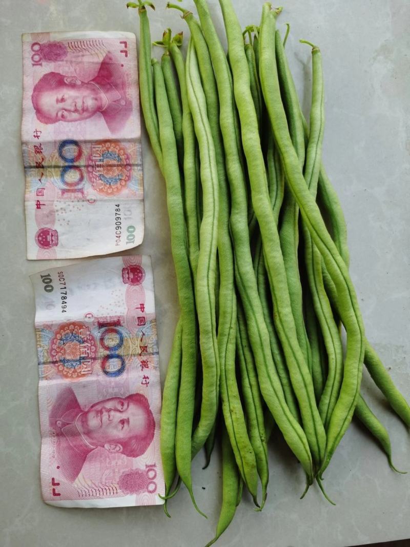 绿翡翠无筋架豆种子条形整齐，夹条顺直，无筋产量高