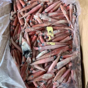 辣椒鱿鱼红管红鱿鱼批发