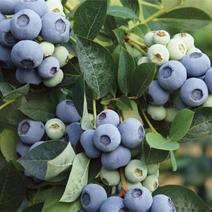 蓝莓树果苗带土带花苞带果南方北方地栽盆栽兔眼奥尼尔特大蓝