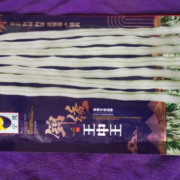 王中王架豆种子，白条顺直，抗病强，产量高，荚形亮丽美观，