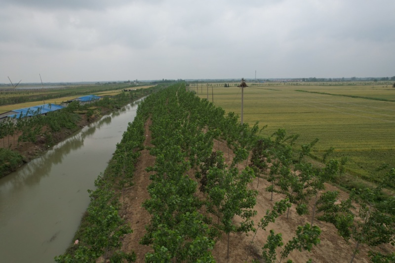中红杨源头产地提供品种认证书南林3804，南林3412
