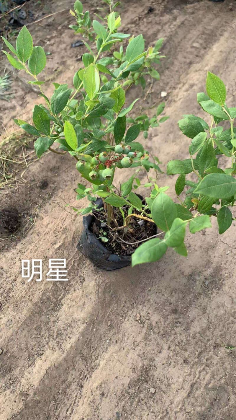 蓝莓树果苗带土带花苞带果南方北方地栽盆栽兔眼奥尼尔特大蓝