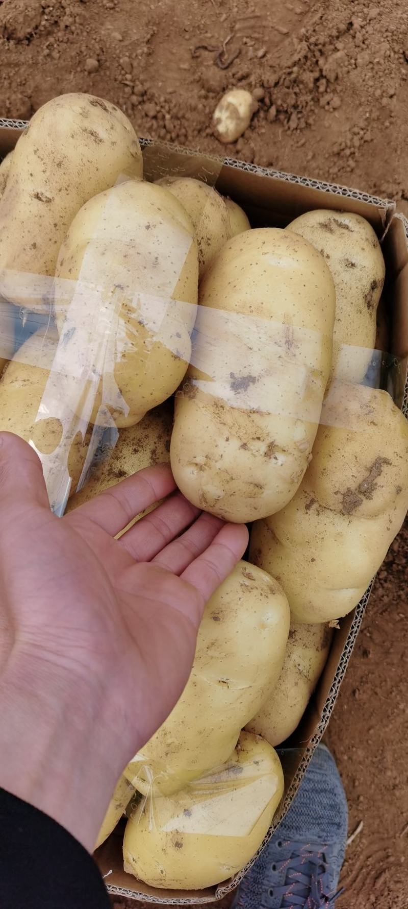 山东省泗水县土豆荷兰十五土豆万亩产地，代收代发全国市