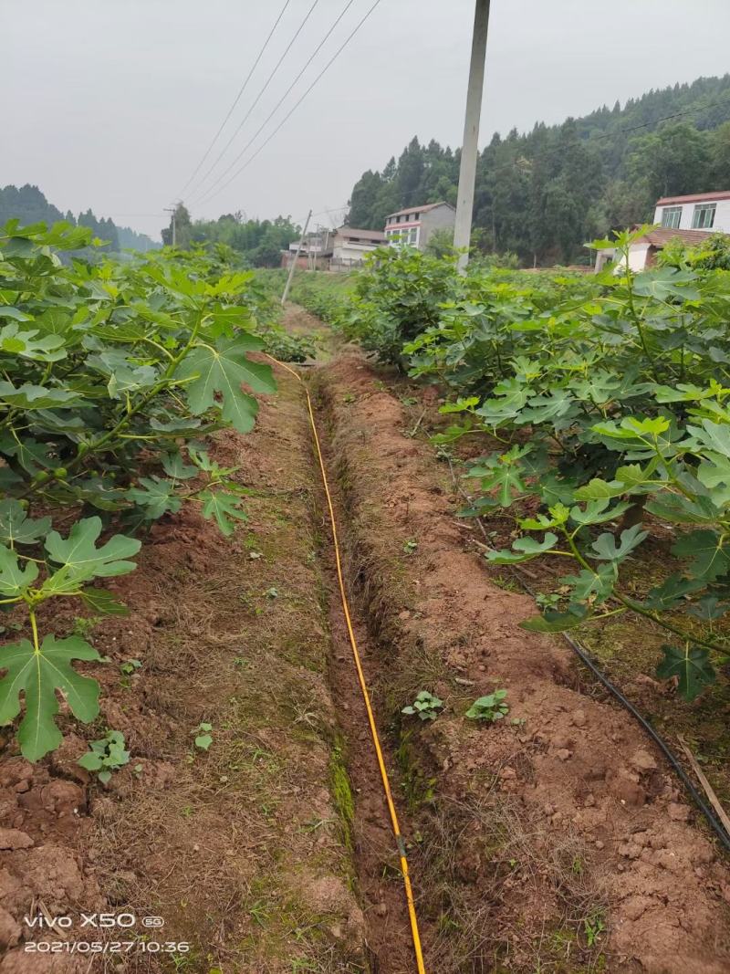 自家基地仁寿县自产自销波姬红无花果