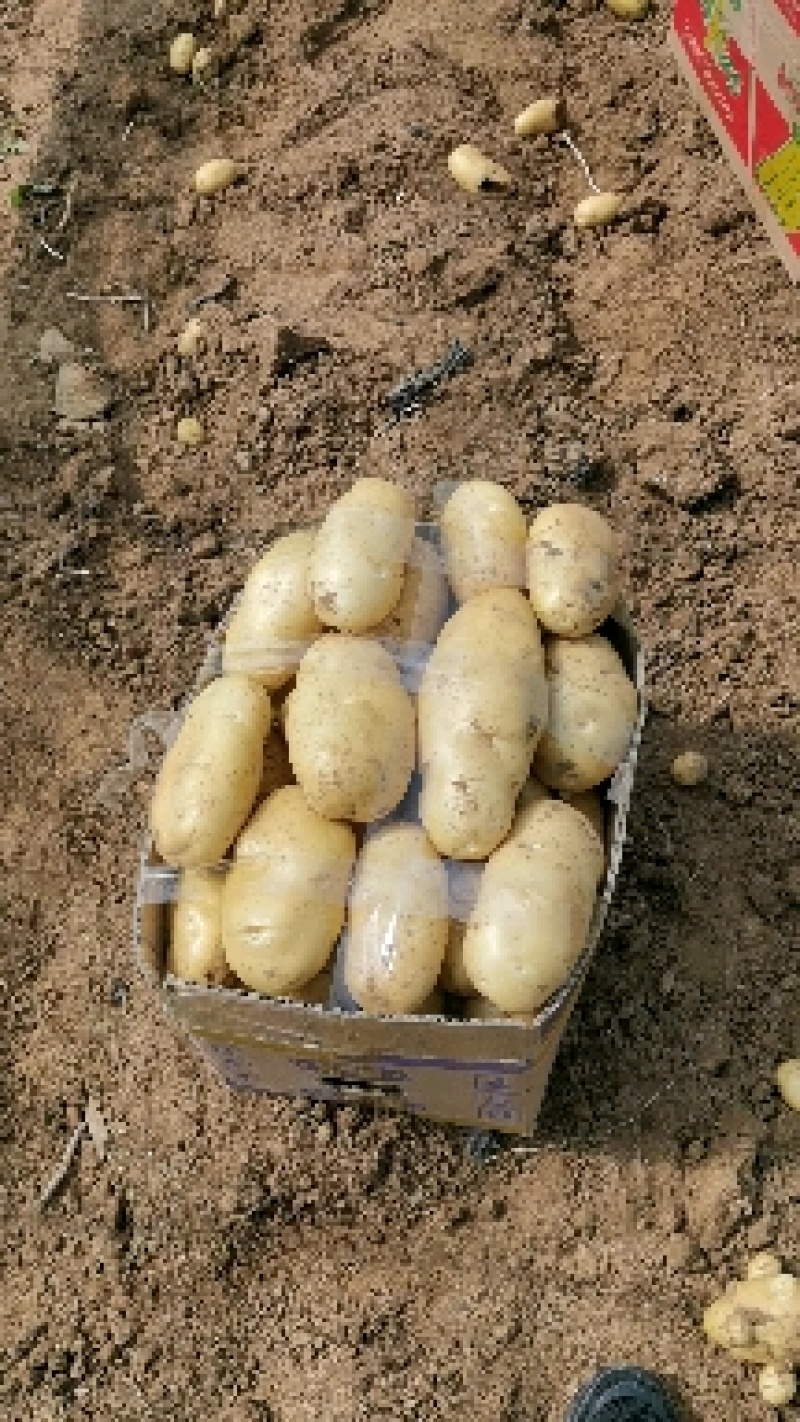 山东省泗水县土豆荷兰十五土豆万亩产地，代收代发全国市