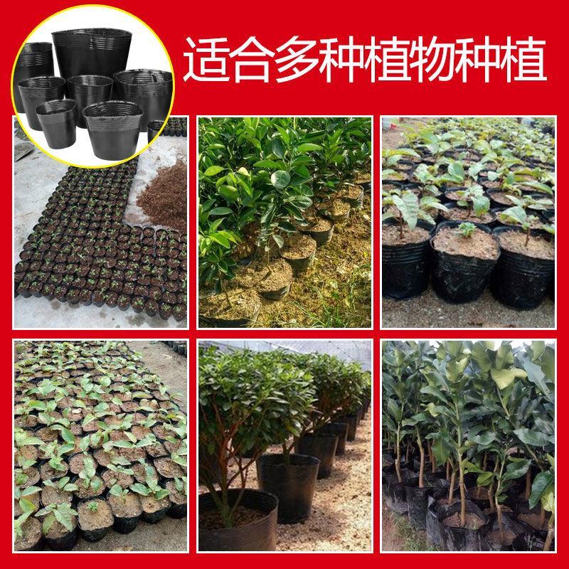 营养钵双色杯各种型号大量有货