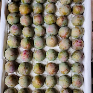 味帝李子