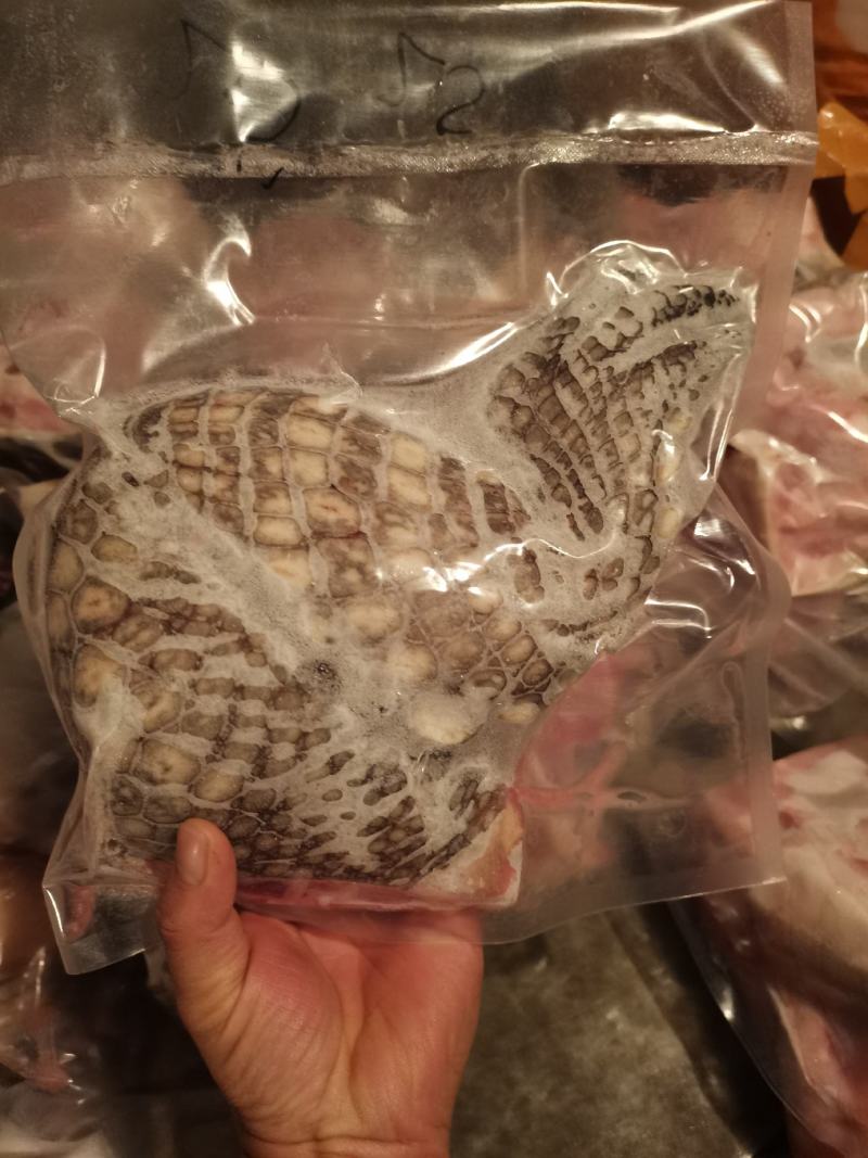 鳄鱼掌