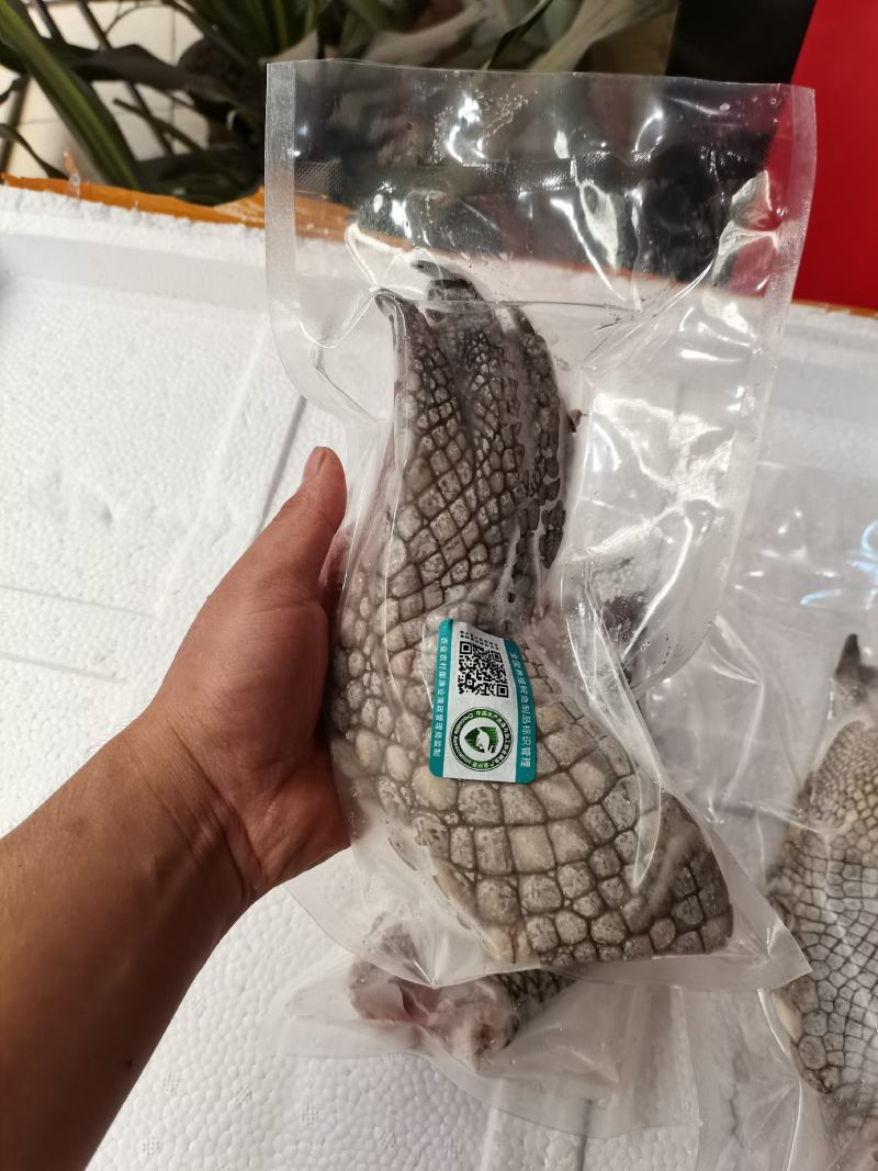鳄鱼掌