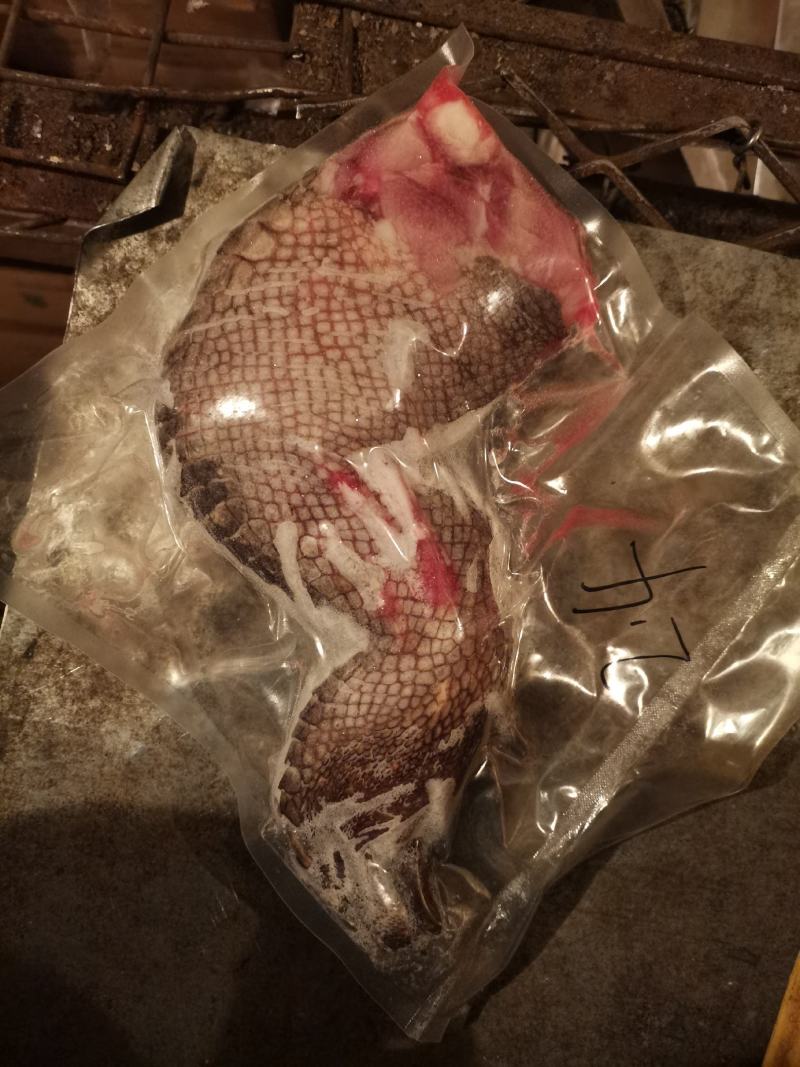 鳄鱼掌
