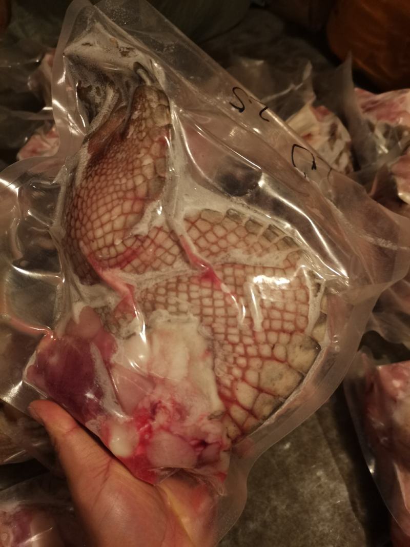 鳄鱼掌