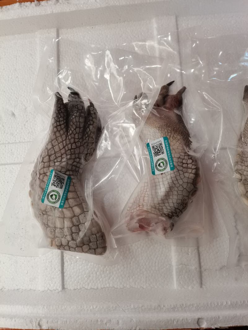 鳄鱼掌