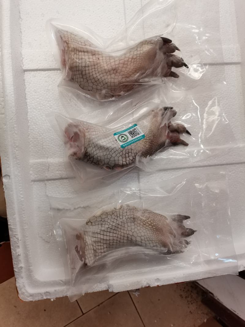 鳄鱼掌