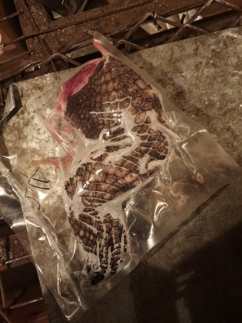 鳄鱼掌