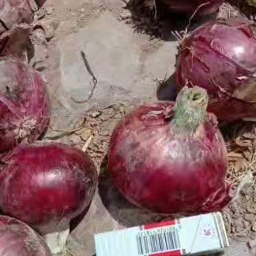 洋葱郭云农产品购销