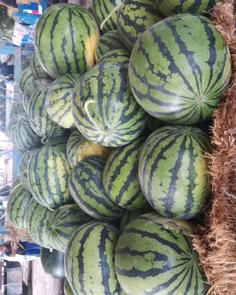 陕西甜王西瓜全国整车代发大量现货一块包上车