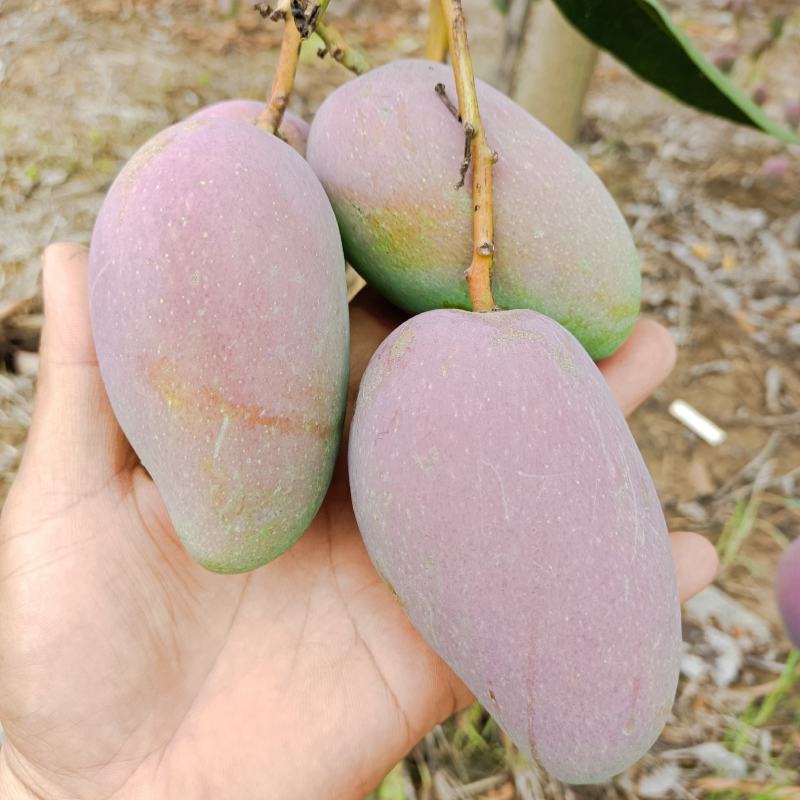 贵妃芒，大小果……市场货，电商货，大量供应