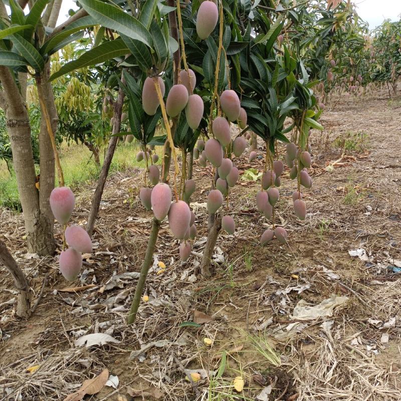 贵妃芒，大小果……市场货，电商货，大量供应
