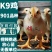 脱温鸡苗新广901【货到付款+企业店铺认证放心苗】