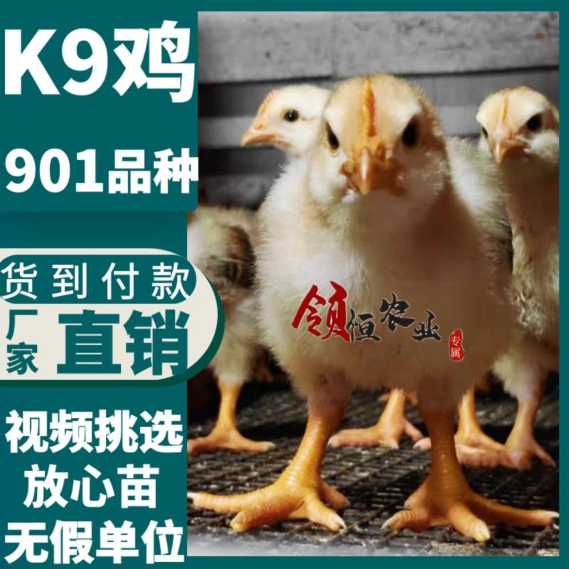脱温鸡苗新广901【货到付款+企业店铺认证放心苗】