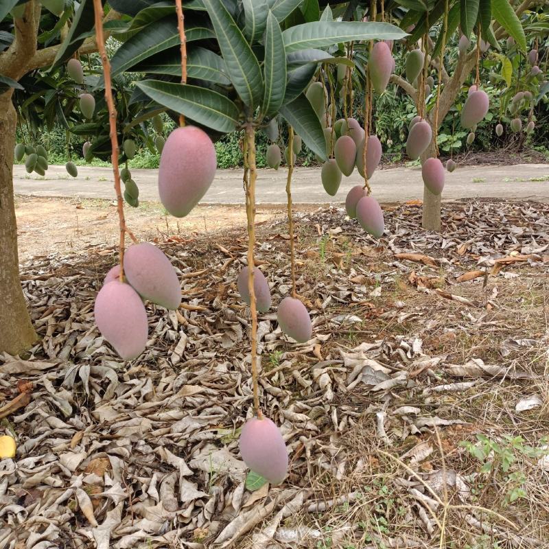 贵妃芒，大小果……市场货，电商货，大量供应