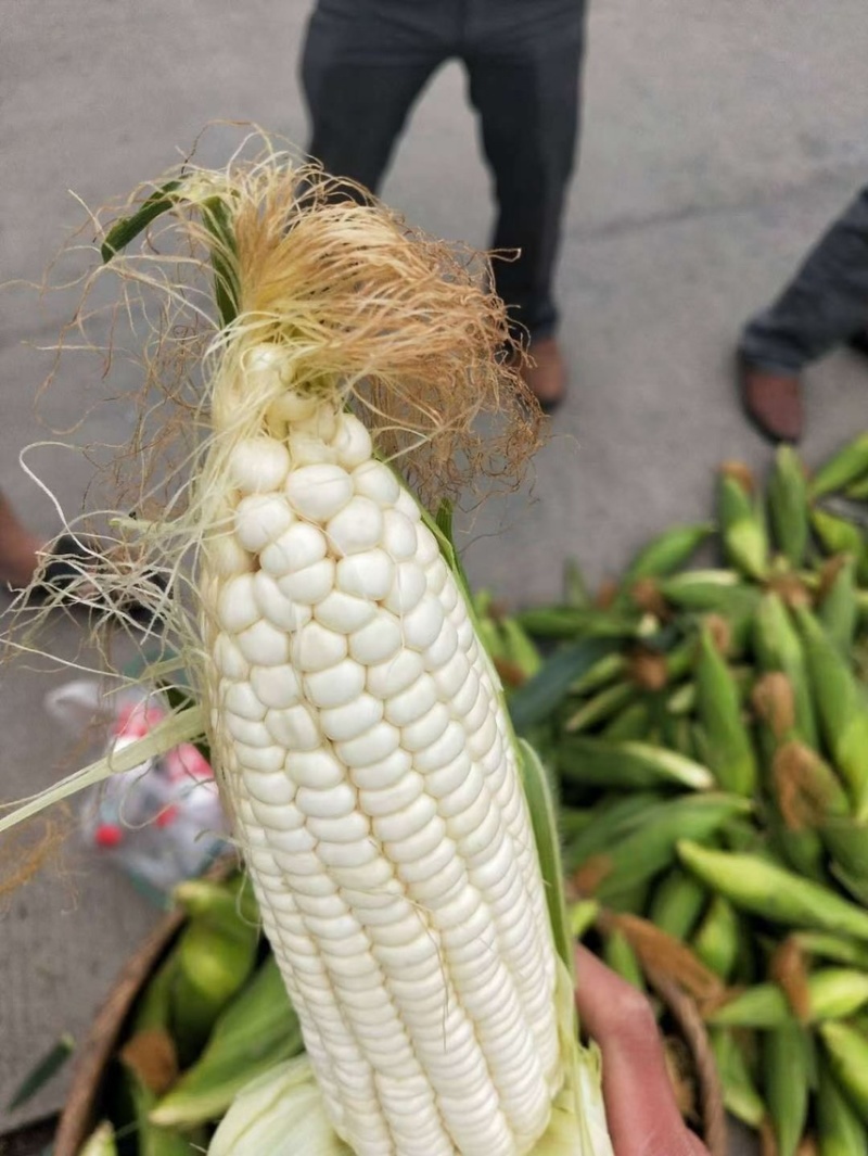 万糯玉米大量上市，甜糯玉米，颗粒饱满棒子大，产地直供欢迎