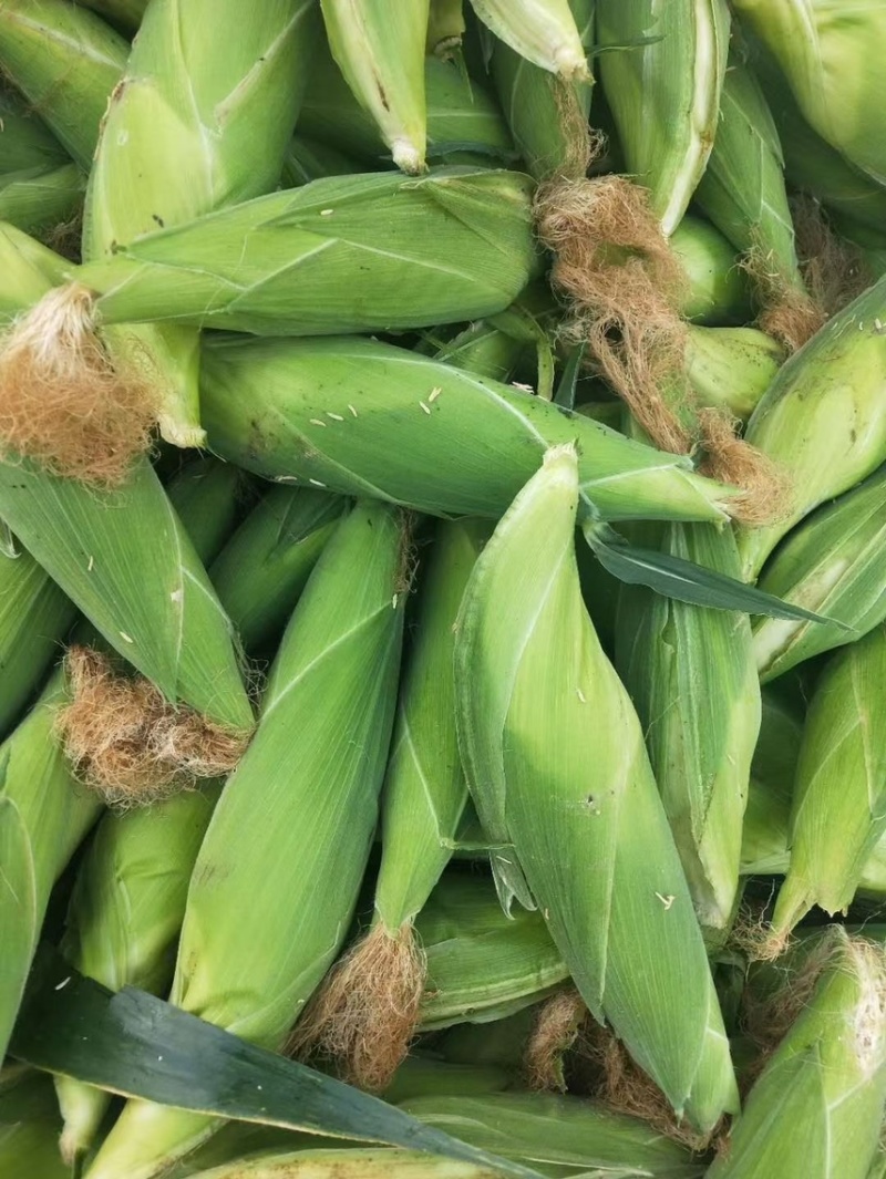 万糯玉米大量上市，甜糯玉米，颗粒饱满棒子大，产地直供欢迎
