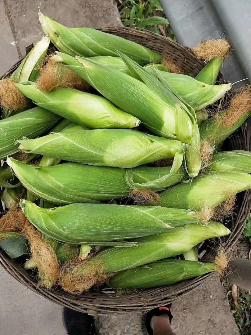 万糯玉米大量上市，甜糯玉米，颗粒饱满棒子大，产地直供欢迎