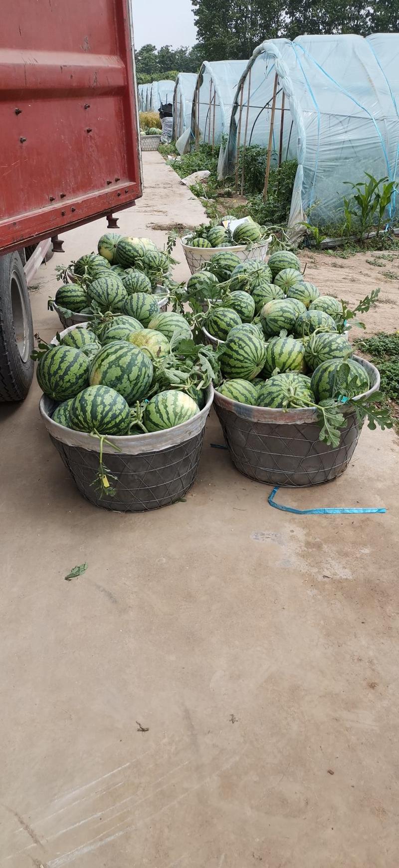 8424西瓜自家种植大棚瓜有要货的联系
