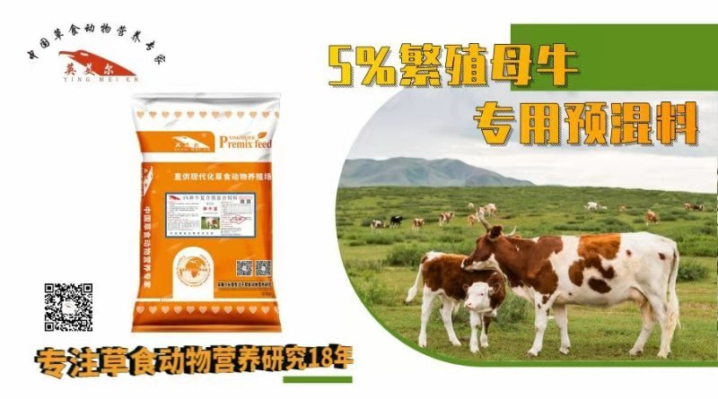 种牛饲料繁殖母牛专用饲料提高繁殖能力繁殖母牛预混料成都英