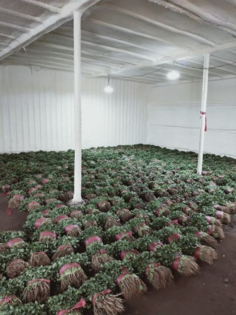 精品大叶香菜，质优价廉，一手货源，产地直发全国发货
