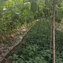 米冬瓜