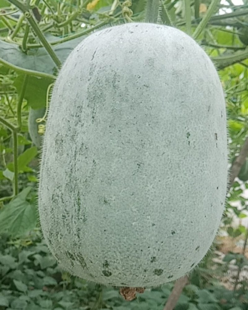 米冬瓜