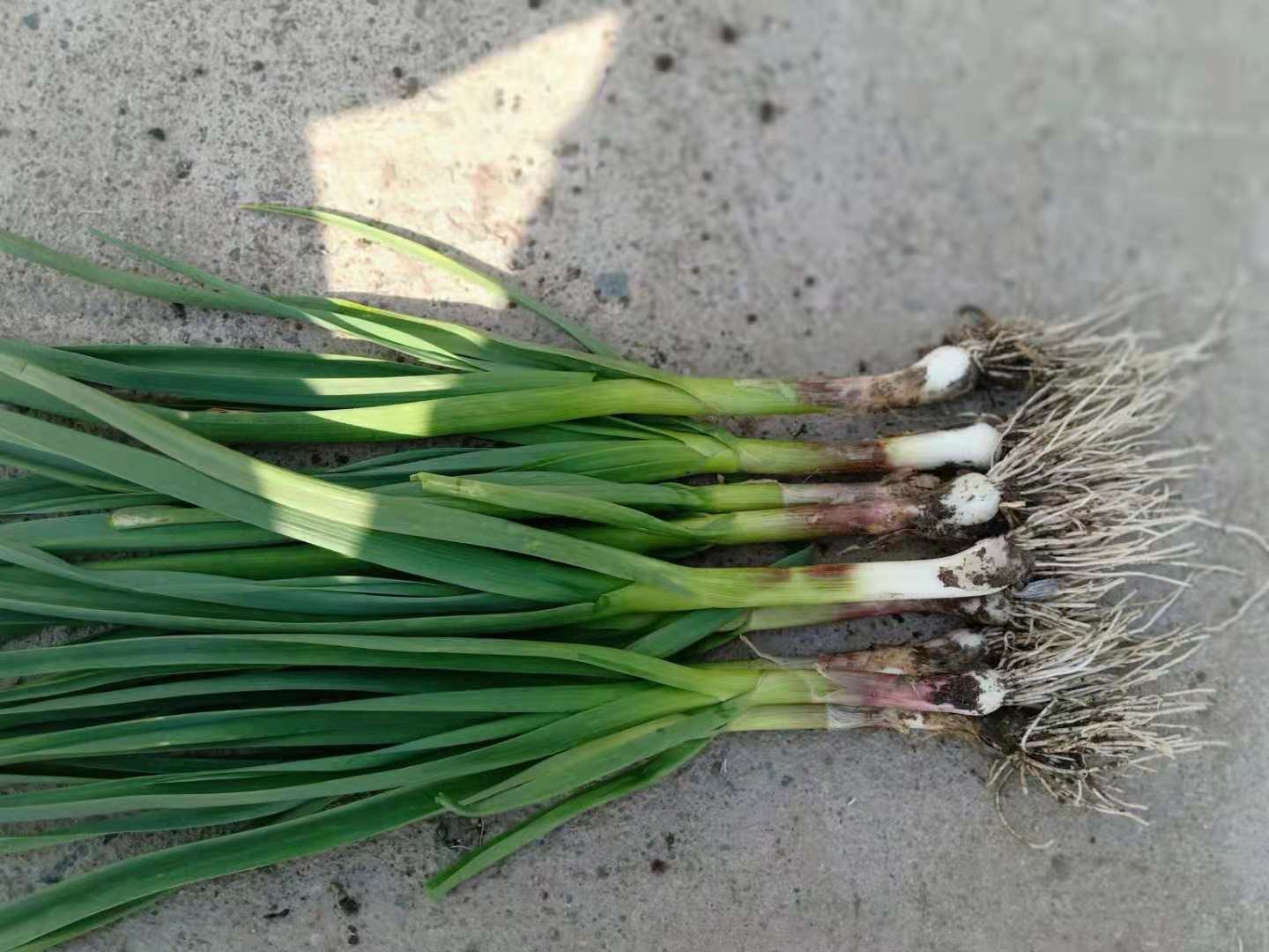 家庭种植蒜苗图