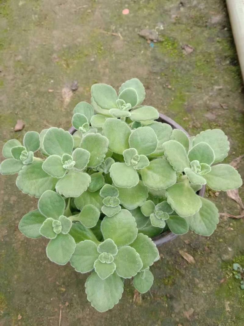 碰碰香，冠幅大，质量很好，大量有货，常年供应