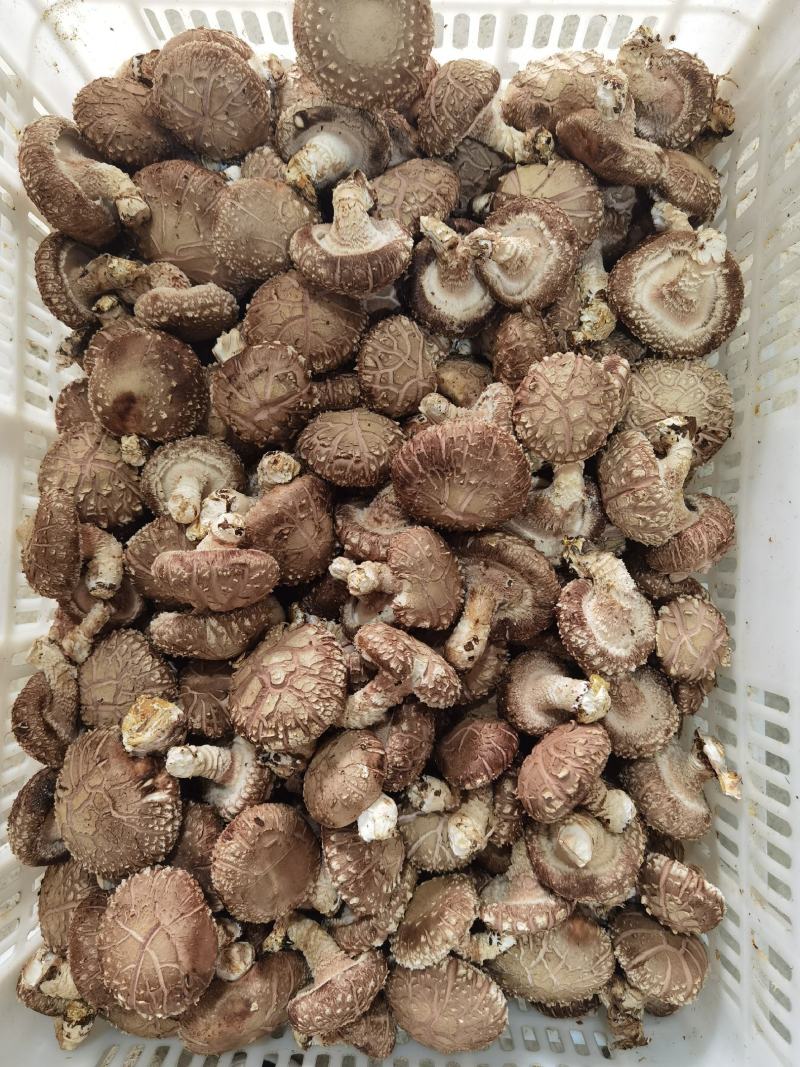宁强县永定家庭农场七河9号颜色好新鲜香菇，