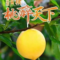炎陵黄桃，黄桃支持寄样品湖南株洲炎陵产地发货