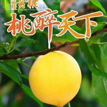 炎陵黄桃，黄桃包邮支持寄样品湖南株洲炎陵产地发货