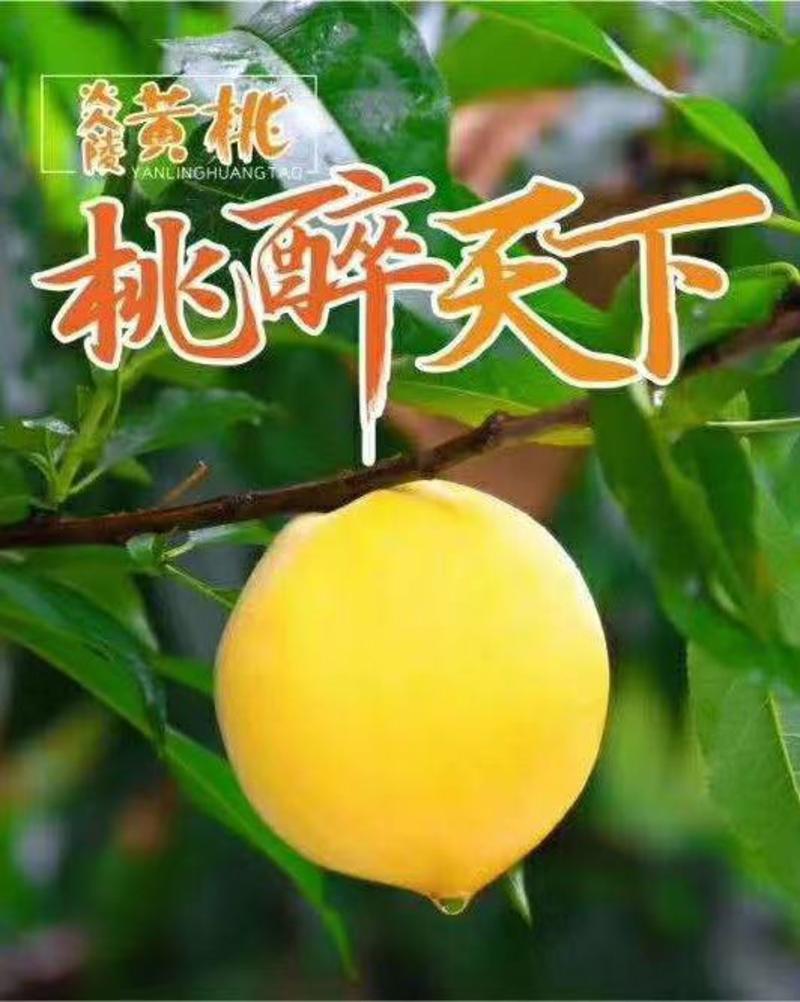 炎陵黄桃，黄桃包邮支持寄样品湖南株洲炎陵产地发货