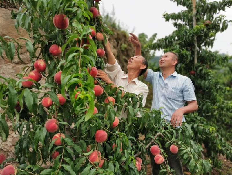 【热卖】精品河南南阳新鲜毛桃应季水果现摘现发新鲜桃子