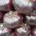 茄子紫光圆茄正在大量上市高峰期地头货需要的联