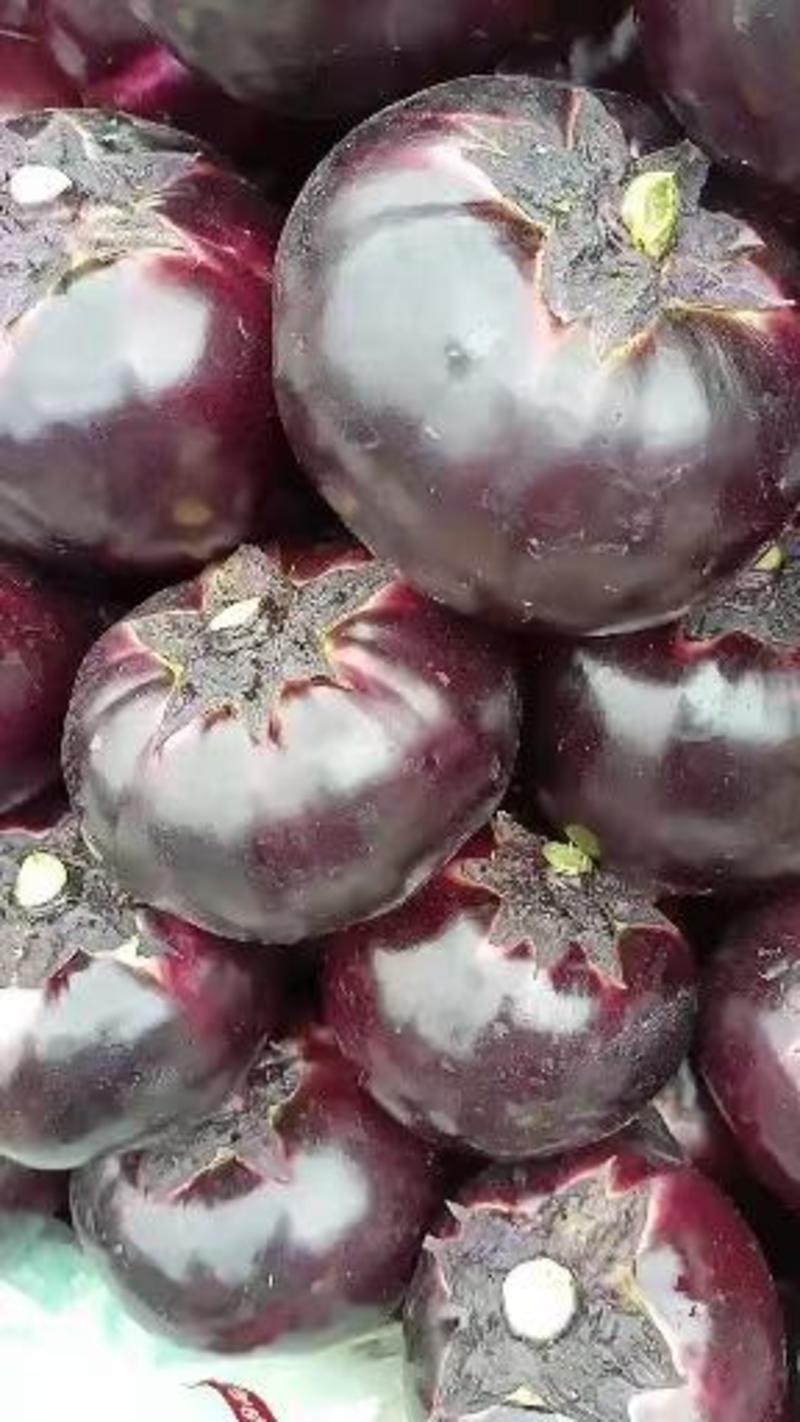 茄子紫光圆茄正在大量上市高峰期地头货需要的联