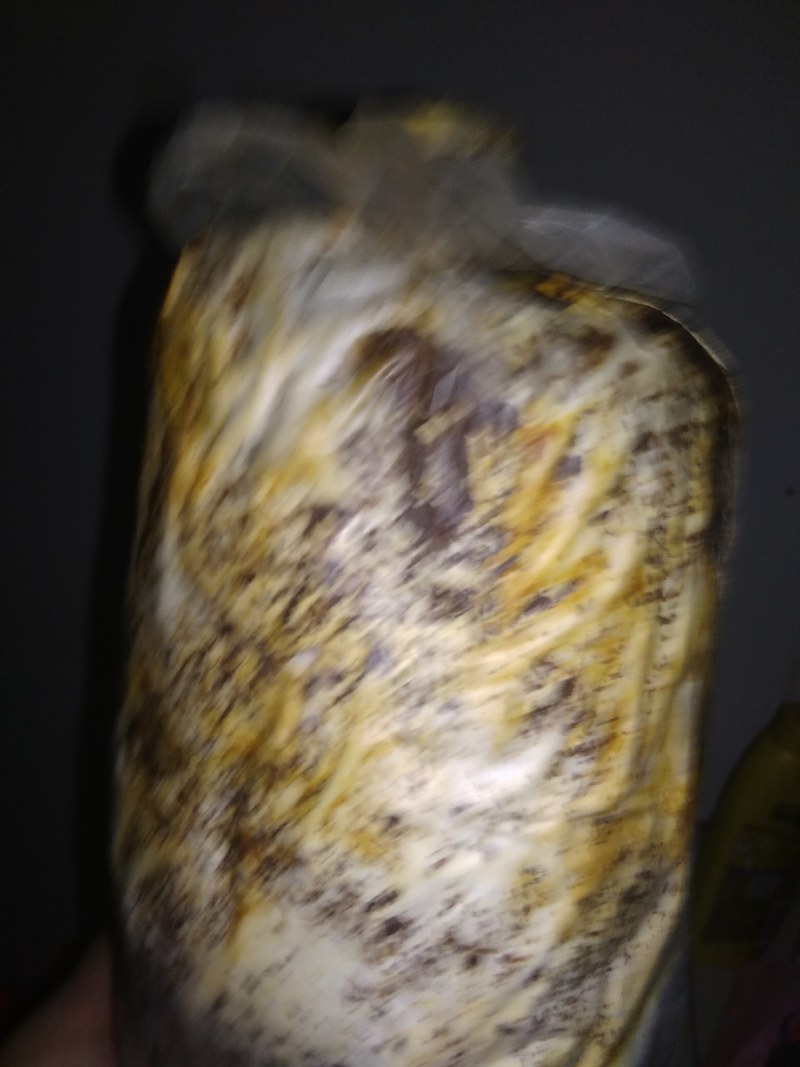 大量供应桑黄菌母种原种栽培种以及各类菌需物资。