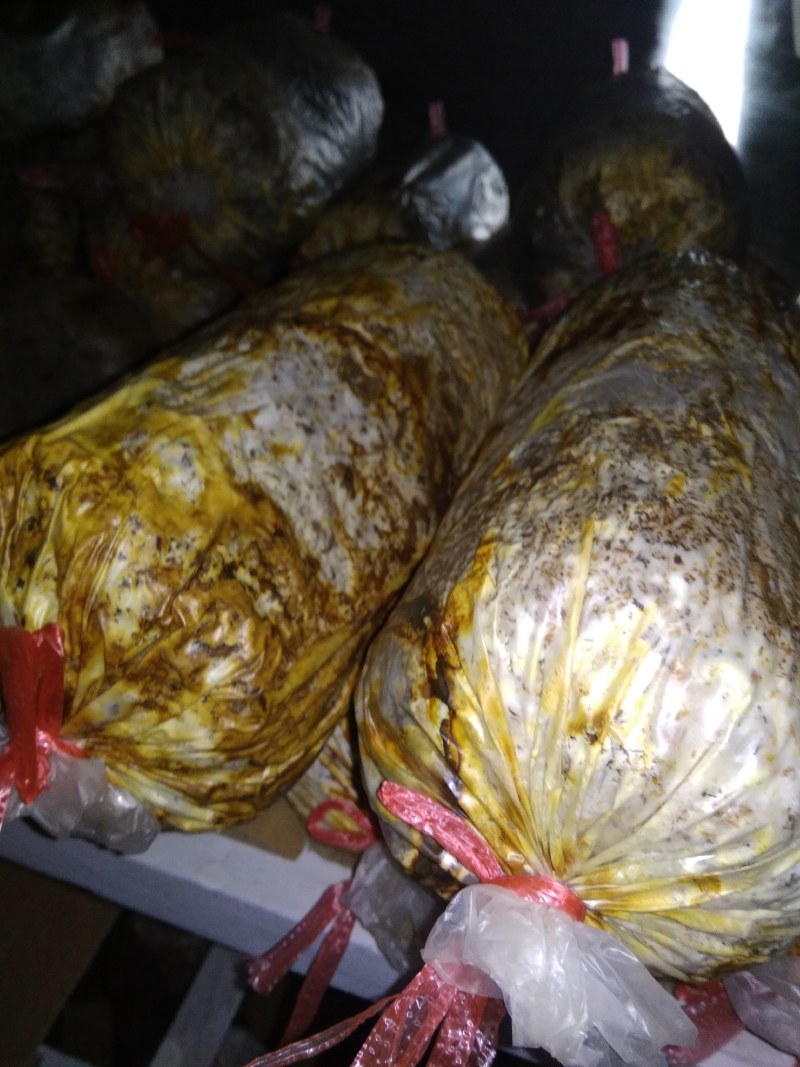 大量供应桑黄菌母种原种栽培种以及各类菌需物资。