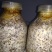大量供应桑黄菌母种原种栽培种以及各类菌需物资。