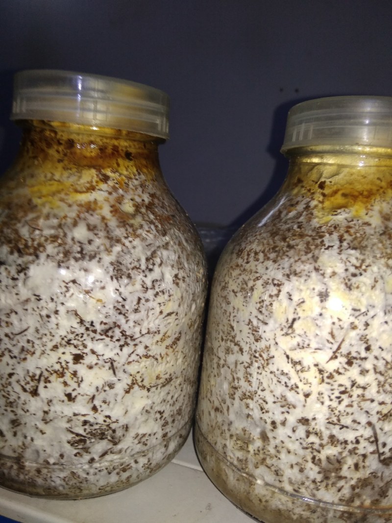 大量供应桑黄菌母种原种栽培种以及各类菌需物资。