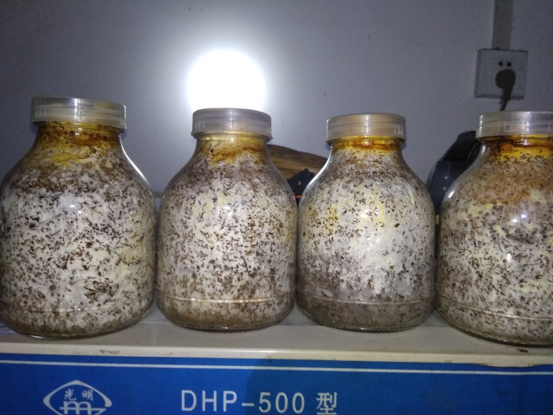 大量供应桑黄菌母种原种栽培种以及各类菌需物资。