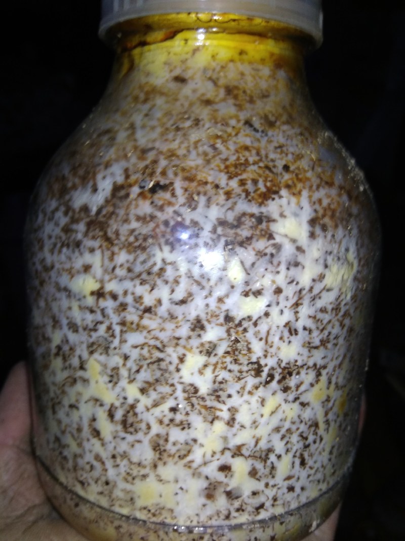 大量供应桑黄菌母种原种栽培种以及各类菌需物资。